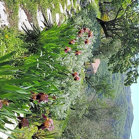 Pietrantica - Con Giardino Nuova Apertura A -citr Trebiano