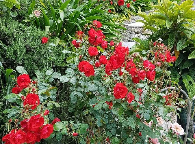 Pietrantica - Con Giardino Nuova Apertura A -citr Trebiano